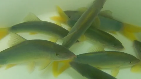 Orange-finned Loach fish in plastic bucket. Stock Footage 107670452