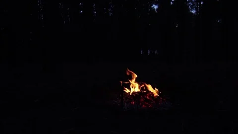 Orange fire flames burning on forest bonfire in the woods on dark night Vidéo 102389032