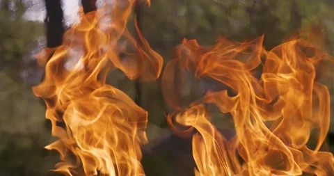 Orange fire flames moving in forest outdoors with blurred trees in background Stock Footage 343406790