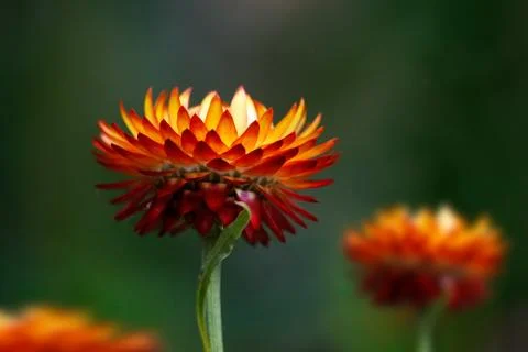 Orange Fire Flower Stock Photos
