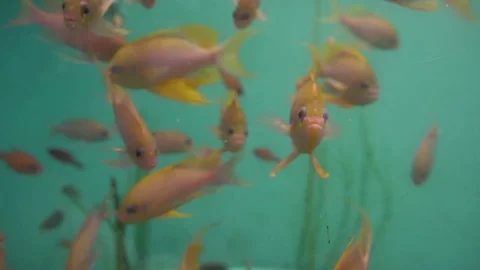 Orange fish in an aquarium Stock Footage 80615259