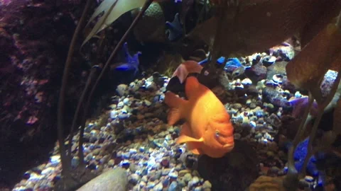 Orange Fish Close Up on Reef  Vidéo 171438023