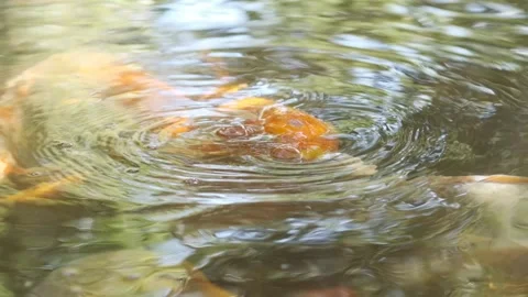 Orange fish creating ripples just below surface of water 動画素材 147003360