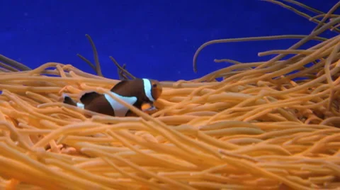 Orange fish Stock Footage 1049817