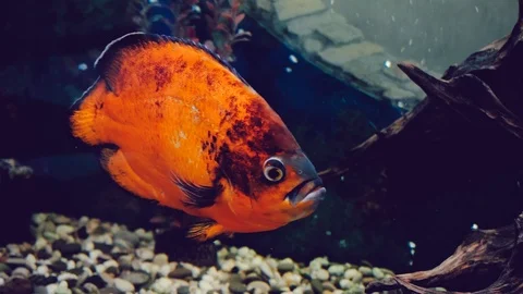 Orange fish Stock Footage 86270775