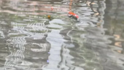 Orange fish gliding through transparent rippling water Video stock 314708639