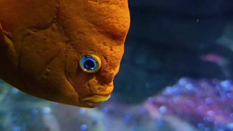 An orange fish head Video stock 296837581