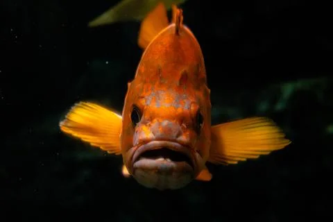 Orange Fish Looking Forward Dark Background Foto stock