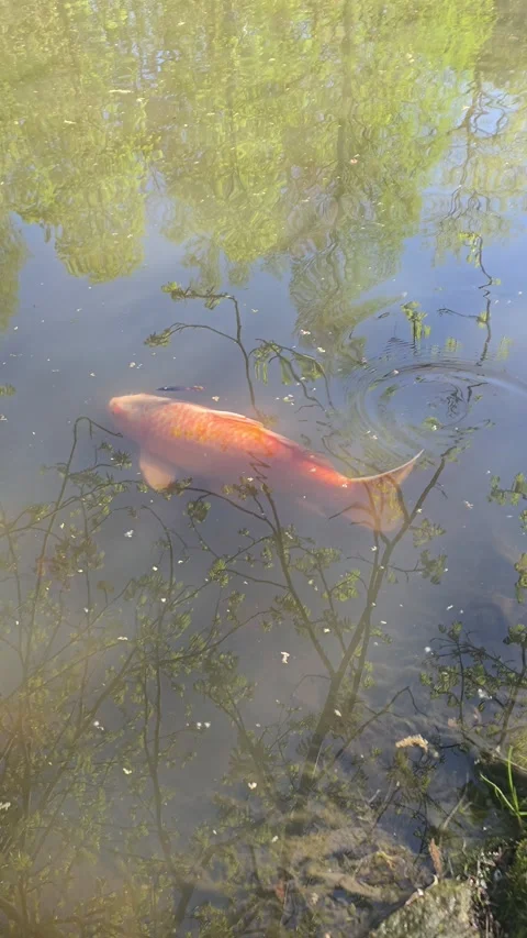 Orange Fish in Pond Tranquil Aquatic Scene Stock Footage 312442769