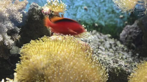 Orange fish swimming between anemone Stock Footage 66243177