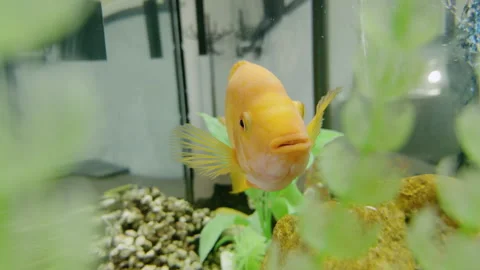 Orange fish swimming gracefully through aquatic plants in a fish tank Stock Footage 325197294