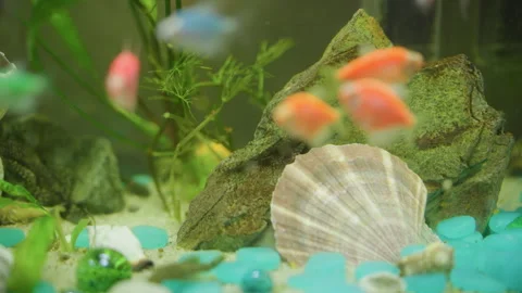 Orange fish swimming near shell and rocks inside aquarium decorated Stock Footage 320190216