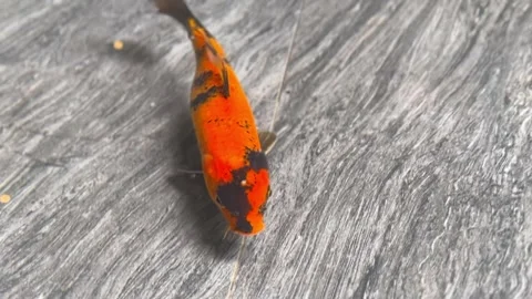 Orange fish swims gracefully in clear water Stock Footage 311233149