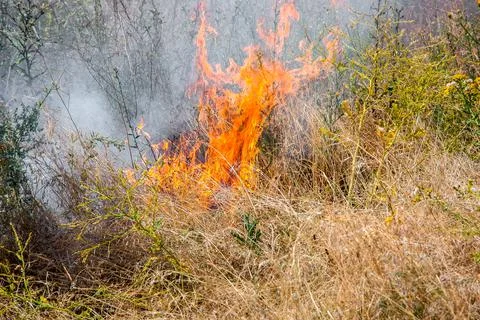 Orange flame of burning dry grass, closeup of a fire glade. Stock Photos