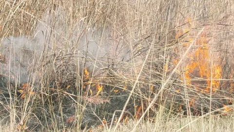 Orange flame consuming tall dry grass close shot Stock Footage 84029487
