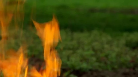 Orange flame on a green background Stock Footage 80431157