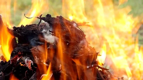 Orange flame on a green background Stock Footage 82499269