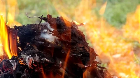 Orange flame on a green background Stock Footage 82499324