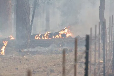 Orange flames burn fallen trees in a forest fire, Flagstaff, Arizona. Stock Photos