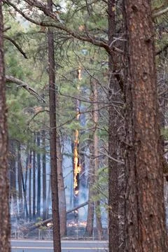 Orange flames on a tree in a forest fire, Flagstaff, Arizona. Stock Photos