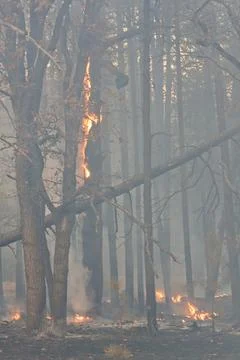 Orange flames on a tree in a forest fire, Flagstaff, Arizona. Stock Photos