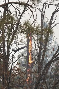 Orange flames on a tree in a forest fire, Flagstaff, Arizona. Stock Photos