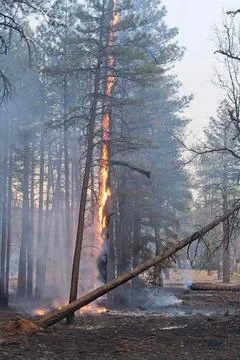 Orange flames on a tree in a forest fire, Flagstaff, Arizona. Stock Photos