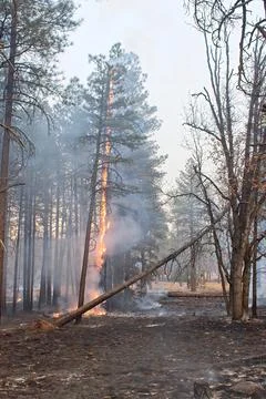 Orange flames on trees in a forest fire, Flagstaff, Arizona. Stock-Fotos