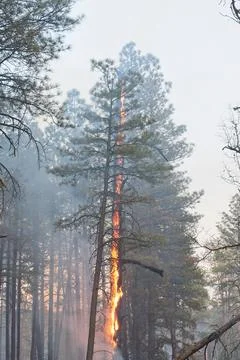 Orange flames on trees in a forest fire, Flagstaff, Arizona. Stock Photos