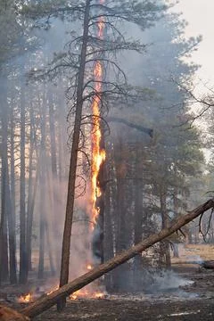 Orange flames on trees in a forest fire, Flagstaff, Arizona. Stock Photos
