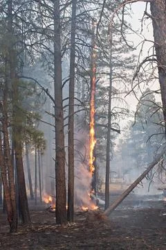 Orange flames on trees in a forest fire, Flagstaff, Arizona. Stock Photos