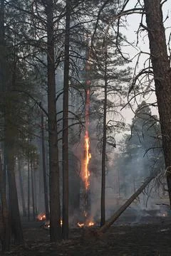 Orange flames on trees in a forest fire, Flagstaff, Arizona. Stock Photos