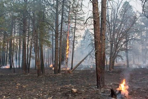 Orange flames on trees in a forest fire, Flagstaff, Arizona. Foto stock