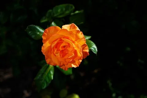 Orange floribunda rose Stock Photos
