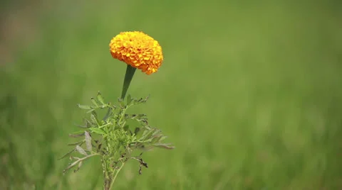 Orange flover Stock Footage