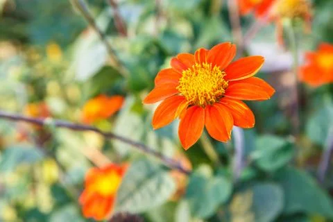 Orange flowe Stock Photos