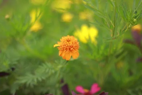Orange flowe Stock Photos