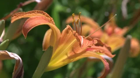 Orange flower (1 of 2) Stock Footage 8981569