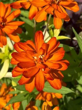 Orange flower-1 Photos