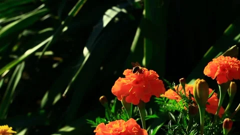 Orange flower and bee in summer season video Video stock 148037201