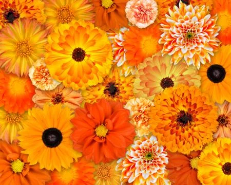Orange Flower Background Stock Photos