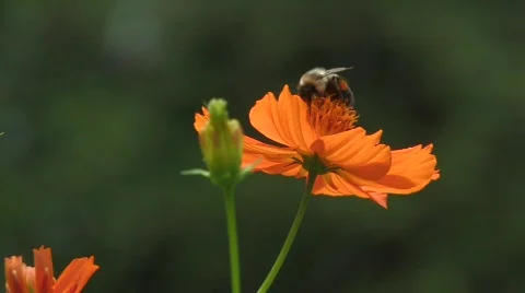 Orange flower with bee2 Video stock 785741