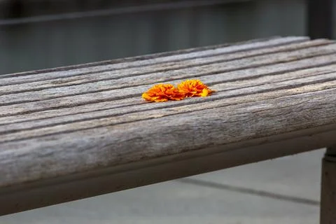 A orange flower on the bench Stock Photos