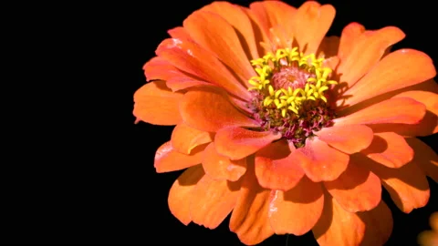 Orange flower on a black background Stock Footage 220332462