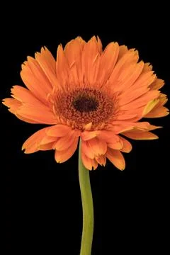 Orange flower with black background Stock Photos