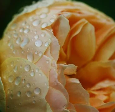 Orange flower blooming Stock Photos