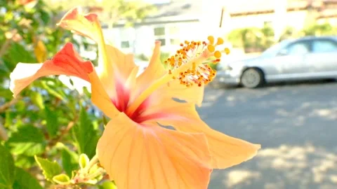 Orange flower blooming in spring on sidewalk suburb Stock Footage 240459409