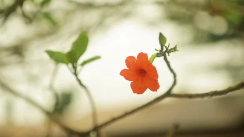Orange flower blooming on a thin branch Stock Footage 77445403