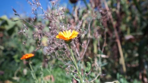 Orange flower blowing in the wind in front of a field Stock Footage 115475675