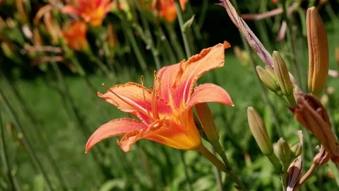 Orange flower on a blurred background. 4k. Stock Footage 156850159